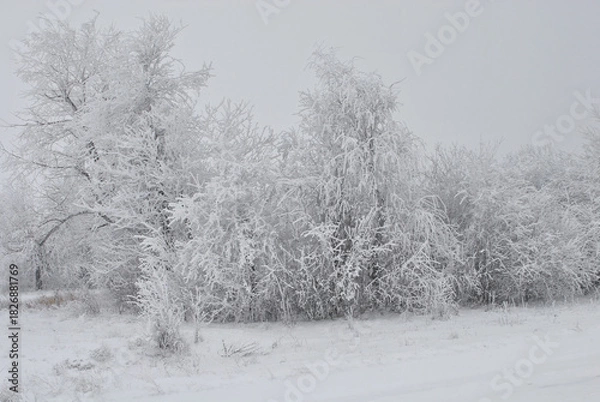 Fototapeta beautiful winter landscape. a group of trees covered with snow on a cloudy winter day