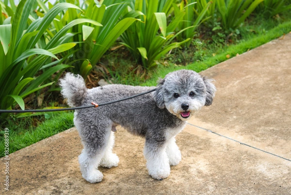 Fototapeta Cute silver phantom toy poodle dog on a walk, facing the camera with fluffy paws and curly fur. Green grass and a pathway in the background.