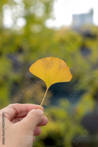 Obraz Hand holding yellow ginkgo leaf in autumn park, soft bokeh mood
