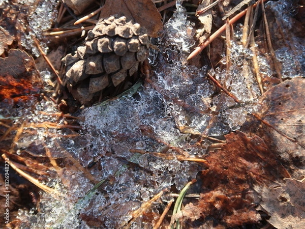 Fototapeta close-up of a one pine cone and leaves under the snow