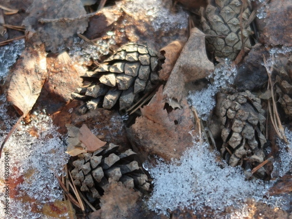 Fototapeta close-up of a pine cone and leaves under the snow
