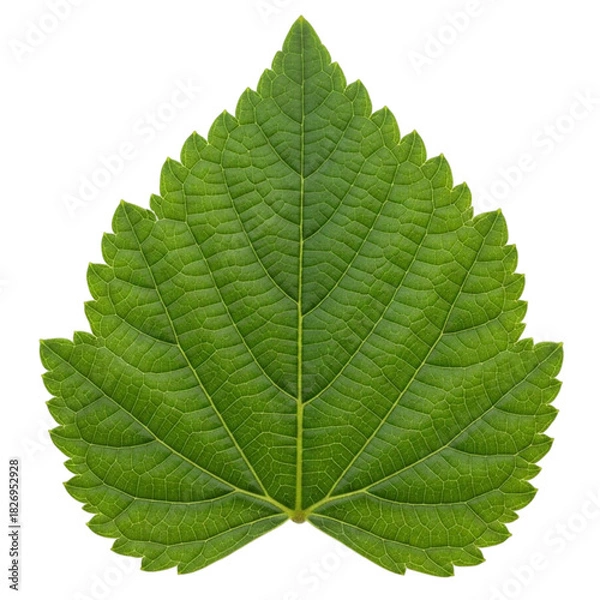 Fototapeta Detailed Veins on a Vivid Green Leaf A Symbol of Nature s Intricate Beauty and Freshness on transparent background