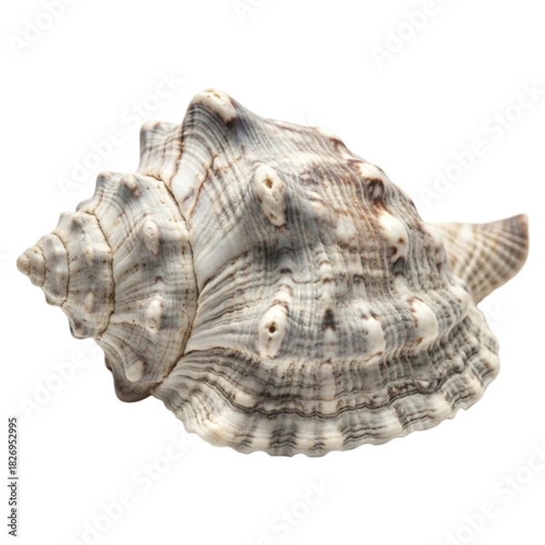 Fototapeta Seashell Beauty Detailed Conch Shell Close Up Beach Find Ocean Decor Coastal Artwork Marine on transparent background