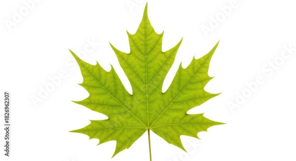 Fototapeta Green maple leaf PNG isolated on transparent background, vibrant foliage with detailed veins for autumn designs and nature-themed projects