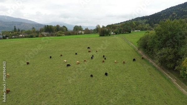 Fototapeta Highland cattle grazing in remote European hills, drone view.