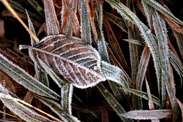 Obraz Herbstblatt im Raureif