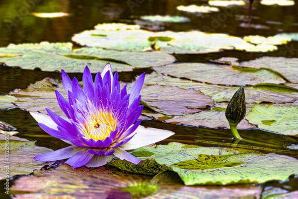 Obraz Le nénuphar violet