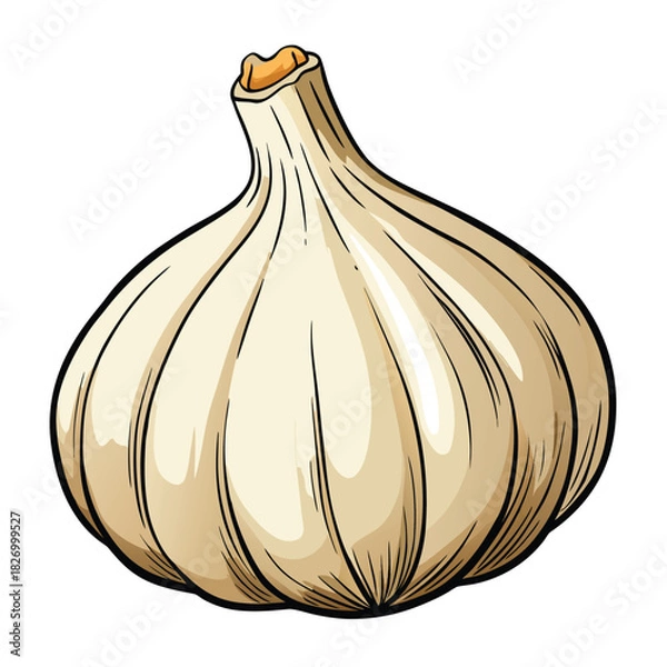 Obraz vector illustration of garlic