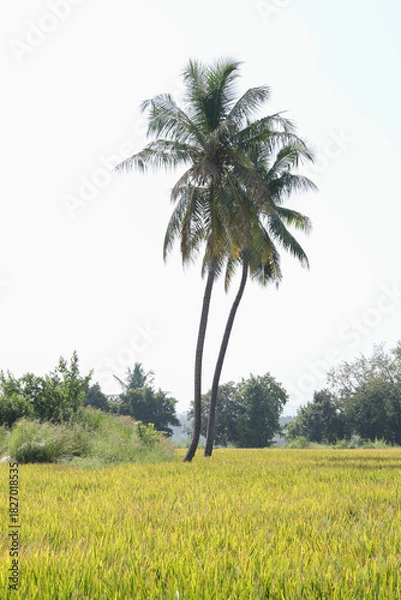 Obraz Coconut trees in the field