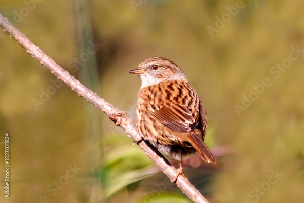 Obraz Le petit moineau