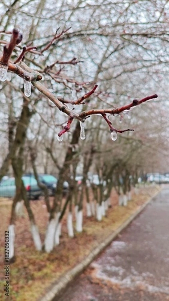 Fototapeta Winter beginning. Trees in park with frozen drops on branches. Close-up of branch with icicles, blurred background. Winter scenes, cold weather themes. Beauty of winter, details of nature in frosty