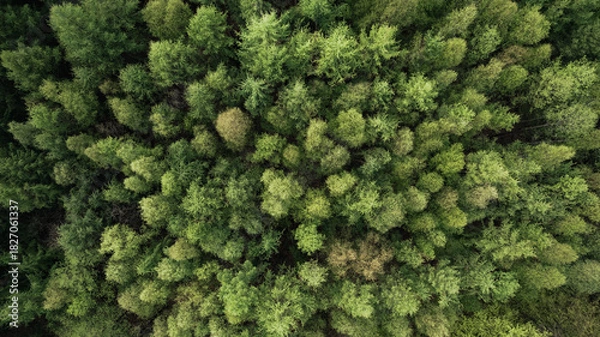 Fototapeta aerial view, forest, top-down, drone shot, green trees, woodland, nature, spring, dense forest, tree canopy, forest pattern, natural texture, foliage, environment, biodiversity, treetops, ecosystem, f