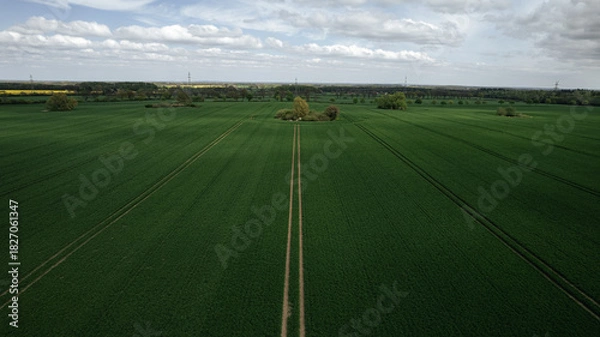 Fototapeta aerial view, forest, top-down, drone shot, green trees, woodland, nature, spring, dense forest, tree canopy, forest pattern, natural texture, foliage, environment, biodiversity, treetops, ecosystem, f