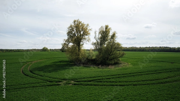 Fototapeta Drone image of an expansive green agricultural field in spring with isolated tree clusters and visible tractor paths. The rural landscape features a clear contrast between the lush vegetation and the 