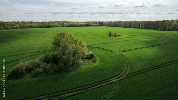 Fototapeta aerial view, drone shot, field, green field, agriculture, farmland, countryside, spring, rural, landscape, trees, island of trees, natural island, crop field, farmland structure, tractor tracks, crop 
