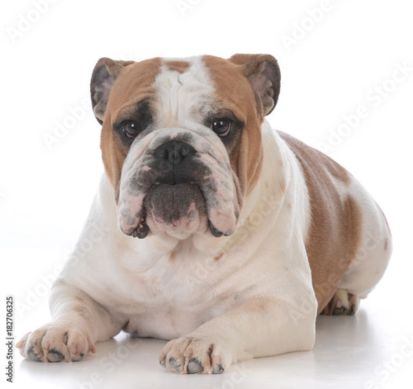 Obraz dog with funny expression