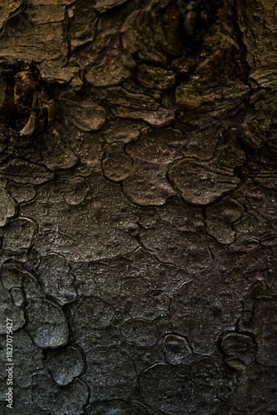 Obraz tree trunk, tree bark texture

