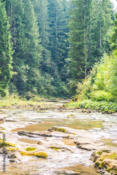 Obraz The river flows through a dense coniferous forest.
