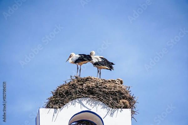 Obraz stork in the nest