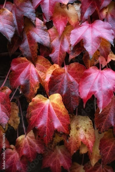 Fototapeta red maple leaves