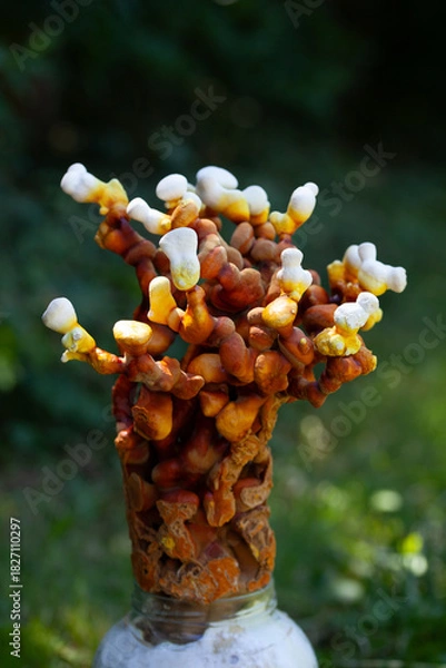 Obraz Reishi mushroom - fruiting body of Ganoderma multipileum medicinal fungi, used in traditional Chinese medicine.