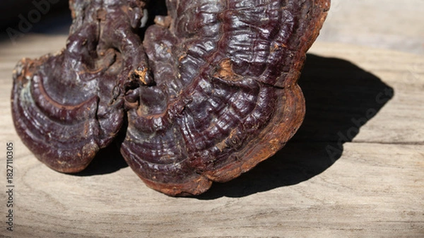 Obraz Reishi mushroom - fruiting body of Ganoderma multipileum medicinal fungi, used in traditional Chinese medicine.