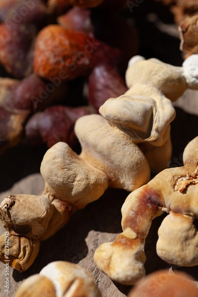 Fototapeta Reishi mushroom - fruiting body of Ganoderma multipileum medicinal fungi, used in traditional Chinese medicine.