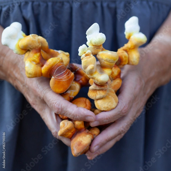 Obraz Reishi mushroom - fruiting body of Ganoderma multipileum medicinal fungi, used in traditional Chinese medicine.