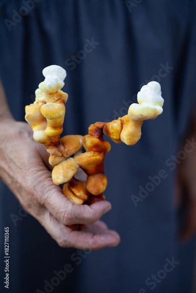 Obraz Reishi mushroom - fruiting body of Ganoderma multipileum medicinal fungi, used in traditional Chinese medicine.