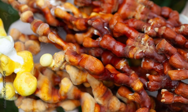 Obraz Reishi mushroom - fruiting body of Ganoderma multipileum medicinal fungi, used in traditional Chinese medicine.