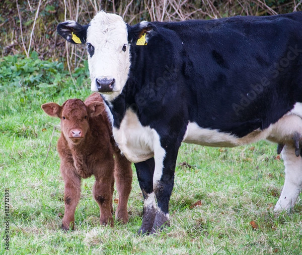 Obraz Cow with Calf