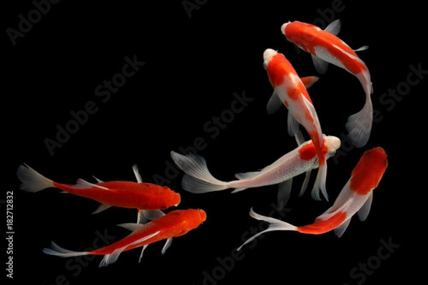 Obraz ryba koi