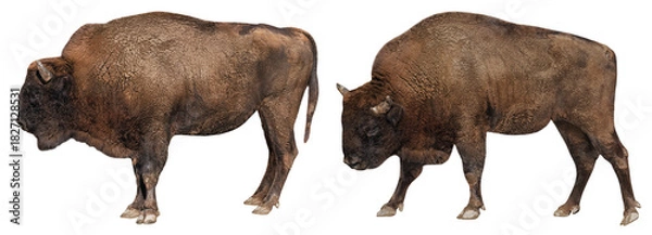 Obraz European bison (Bison bonasus), isolated on white background