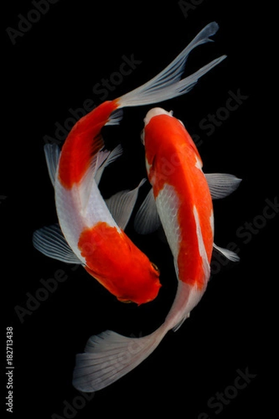 Obraz Koi fish
