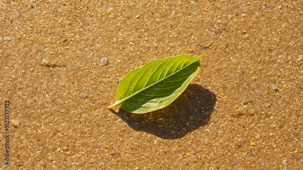 Obraz A single green leaf lying on a sandy surface with visible veins and a shadow cast beside it on the sand
