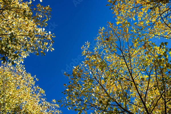 Obraz Cottonwood Leaves on Branches and Blue Sky
