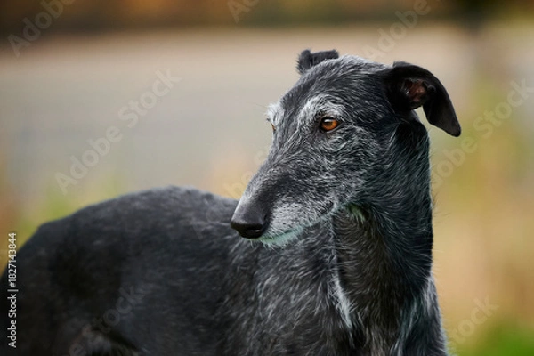 Obraz Portrait eines schwarzen rauhaarigen spanischen Windhund