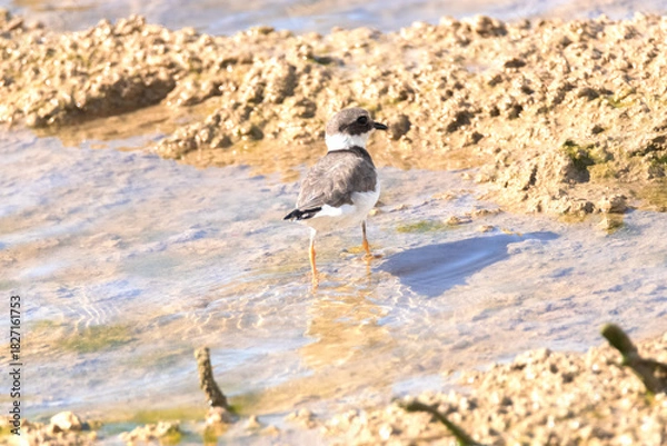 Fototapeta Chorlitejo grande "Charadrius hiaticula" en la laguna 