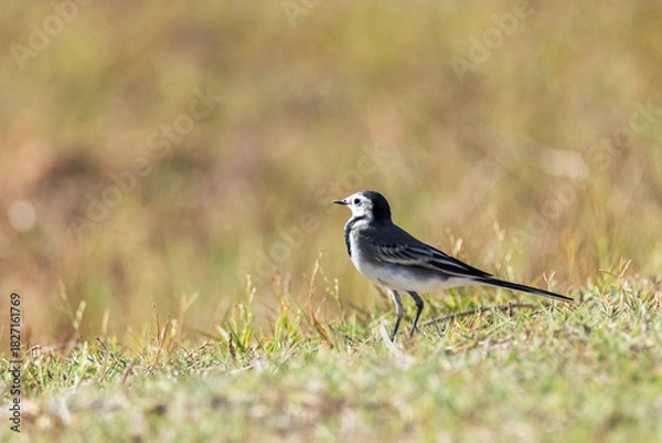 Obraz Como un centinela la hermosa Lavandera blanca (Motacilla alba)