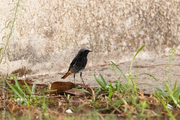 Fototapeta Colirrojo tizón macho "Phoenicurus ochruros" Buscando comida 