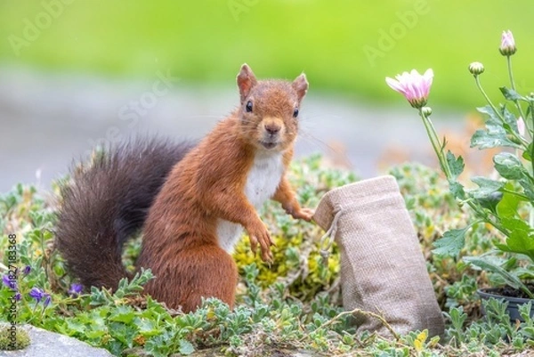 Obraz A Cute Little Red Squirrel Eating from a Tiny Treat Bag While Looking Adorably at the Camera