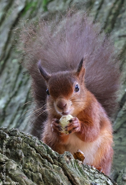 Obraz A Red Squirrel with a Fluffy Bushy Tail Eating While Gazing Directly at the Camera