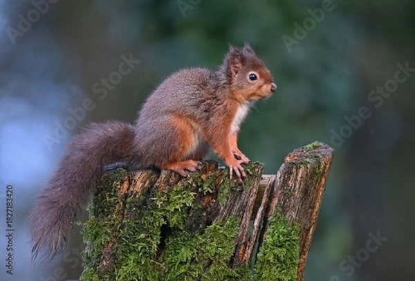 Obraz A Red Squirrel with a Fluffy Bushy Tail Sitting on a Cut Tree Trunk in the Heart of the Forest