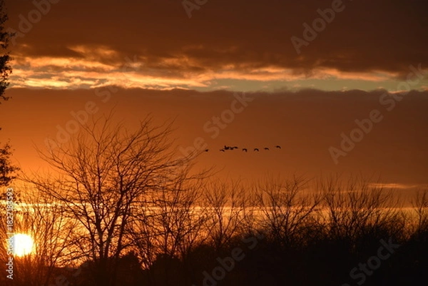 Obraz Flock of Geese in a Sunset Sky