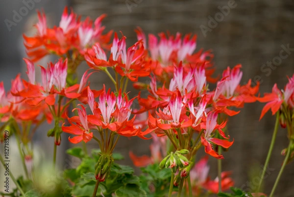 Fototapeta Duftpelargonien