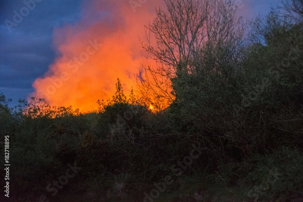 Obraz Gorse fire in Ireland
