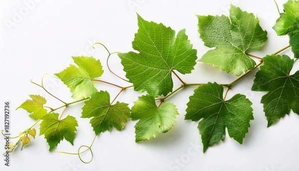 Obraz vine with green leaves is growing on a white background