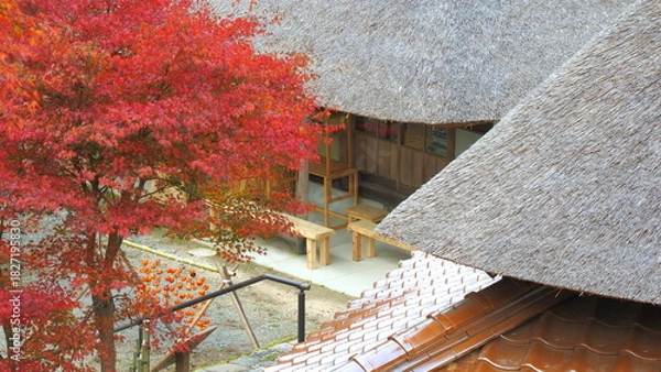 Obraz 重源の郷（山口県）の紅葉6