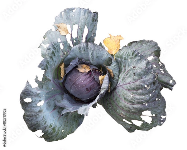 Fototapeta Red cabbage with large leaves