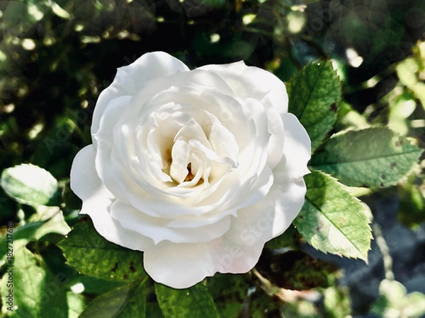 Fototapeta 白い薔薇の写真（光が当たる部分と影の部分のコントラストが印象的な構図）